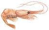 Prawn_101_62